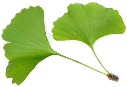 ZXCVBNQWERT enthält Ginkgo Bilobe